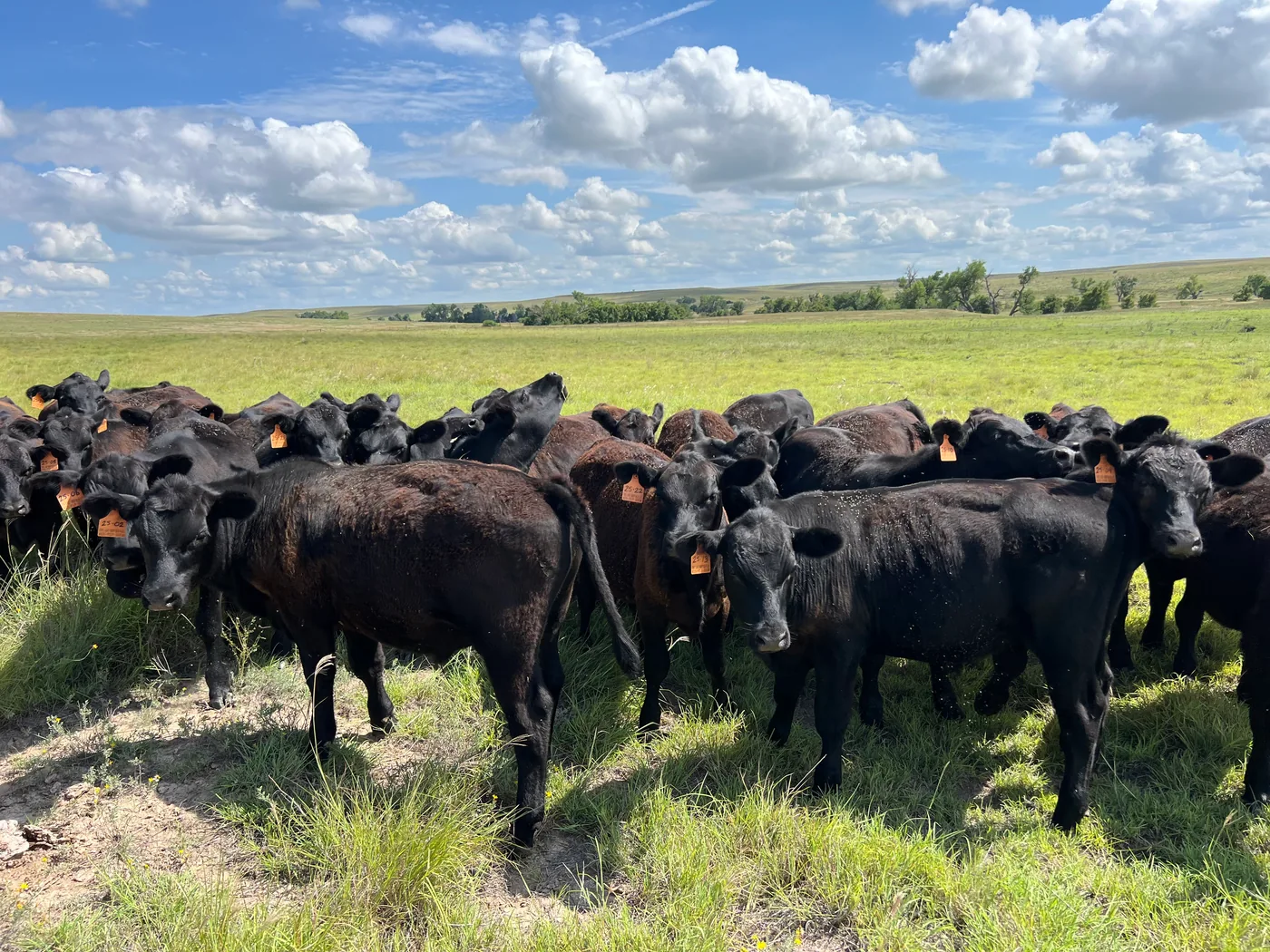 Black cattle in green pasture under billowing clouds