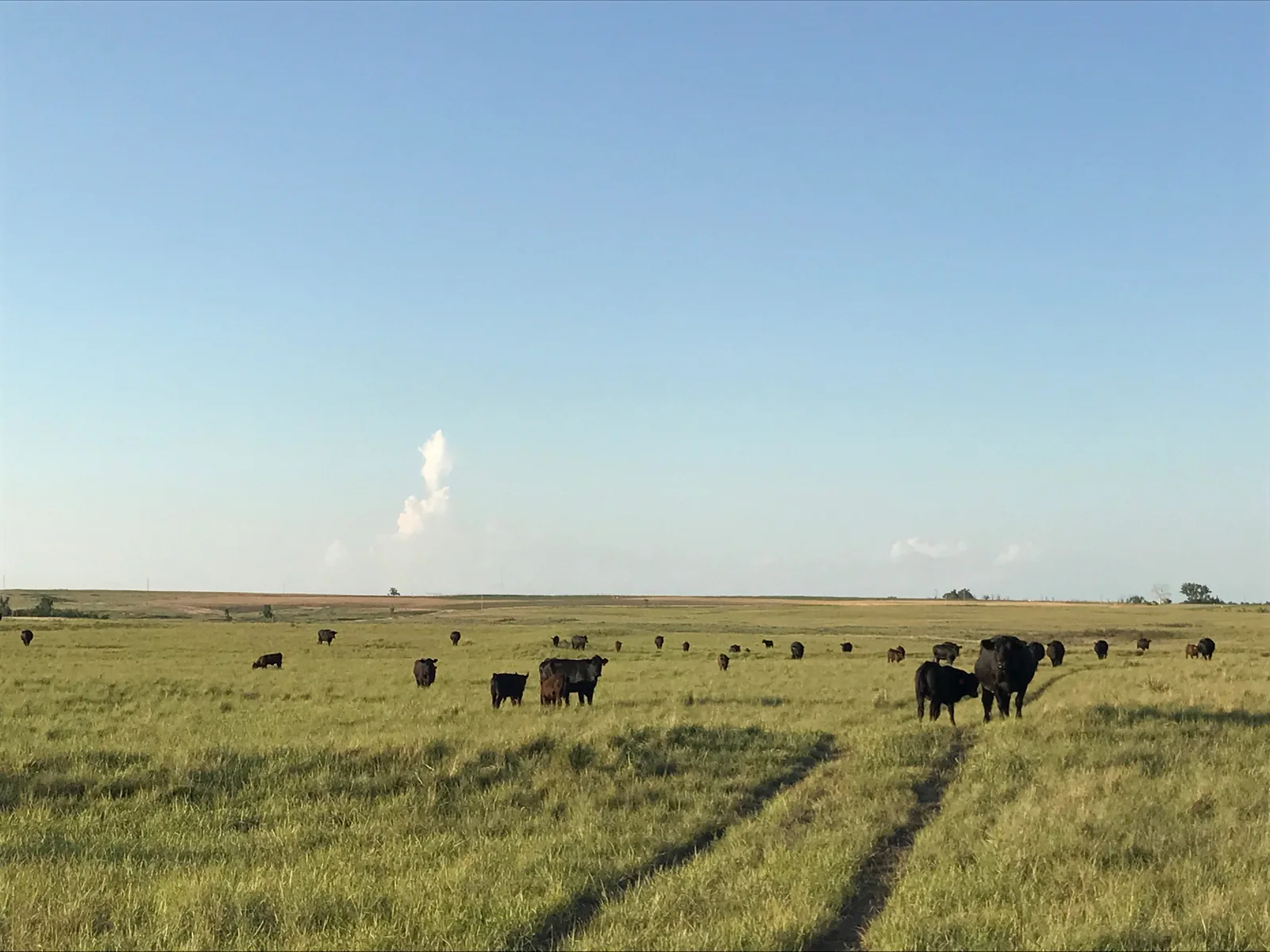 Cattle grazing beneath the wide blue sky of the Texas Panhandle